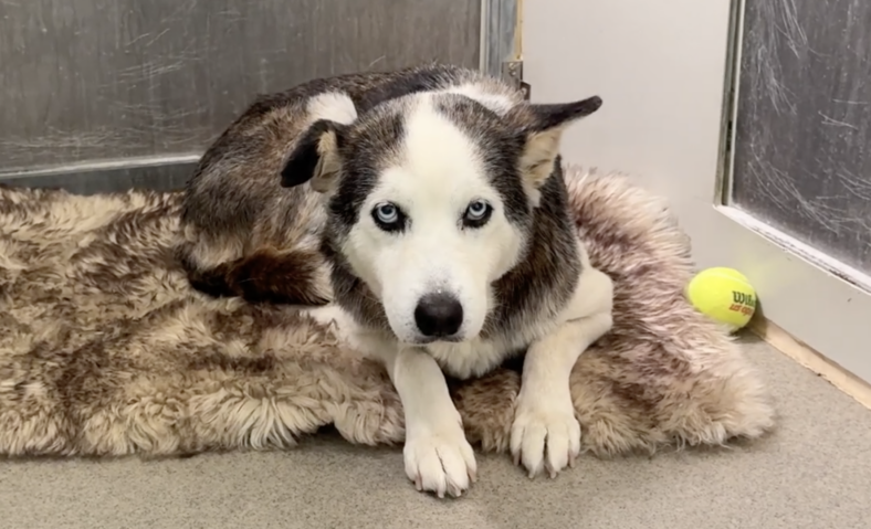 Faith: A Dog's Journey from Trauma to Trust